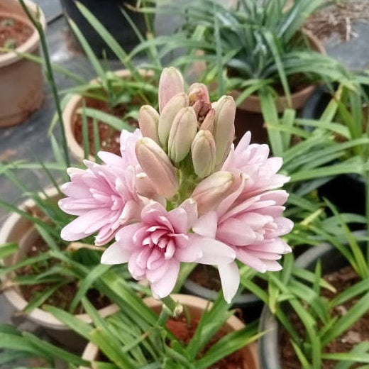 Tuberose Pink sapphire bulb ( mother bulb )