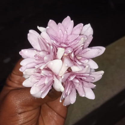 Tuberose Pink sapphire bulb ( mother bulb )