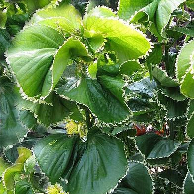 Acalypha wilkesiana 'Hoffmannii' plant
