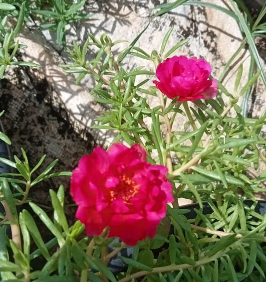 Portulaca 9’o clock dark pink plant
