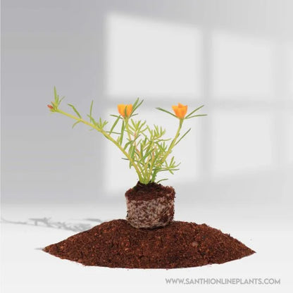 Portulaca 9’O Clock tiara orange