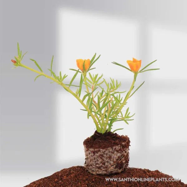 Portulaca 9’O Clock tiara orange