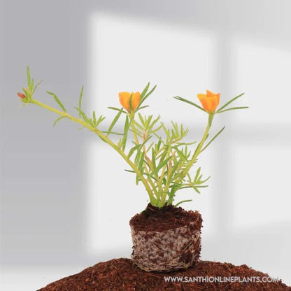 Portulaca 9’O Clock tiara orange