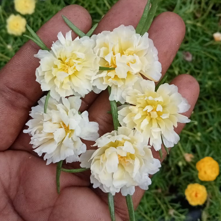 Portulaca little mint plant