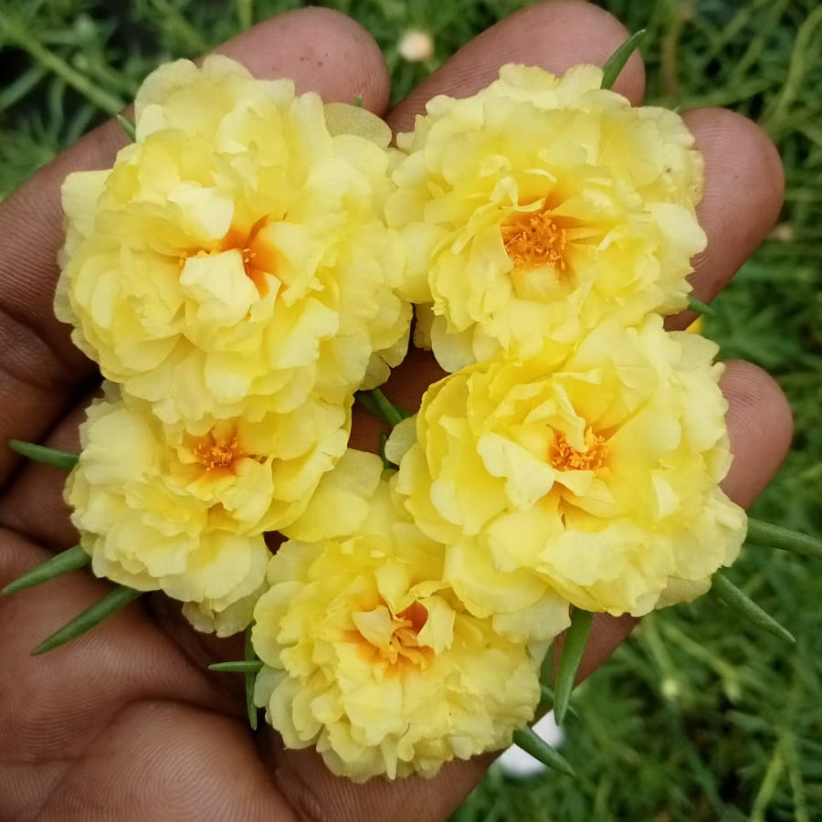 Portulaca lemon yellow plant