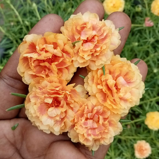 Portulaca 9’O Clock Biscuit