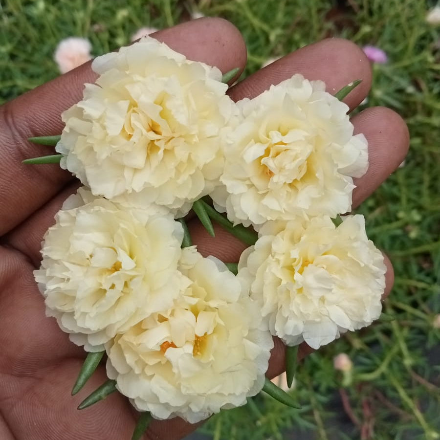 Portulaca yellow banana plant