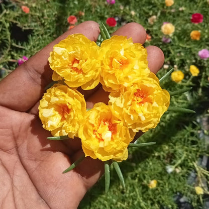 Portulaca golden yellow flower plant