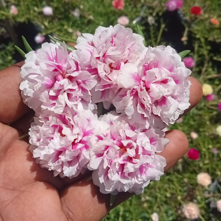 Portulaca double shade white majority plant