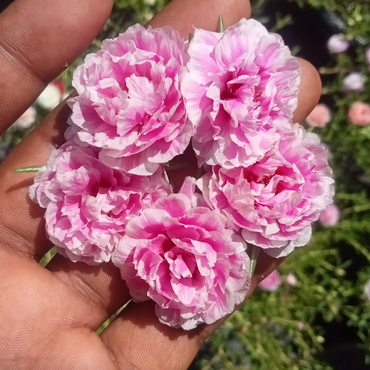 Portulaca double shade pink majority plant