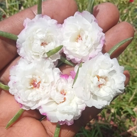 Portulaca white with pink plant