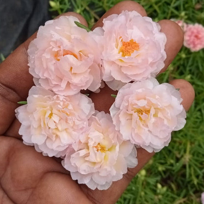 Best hanging plants : Portulaca pinkish white plant