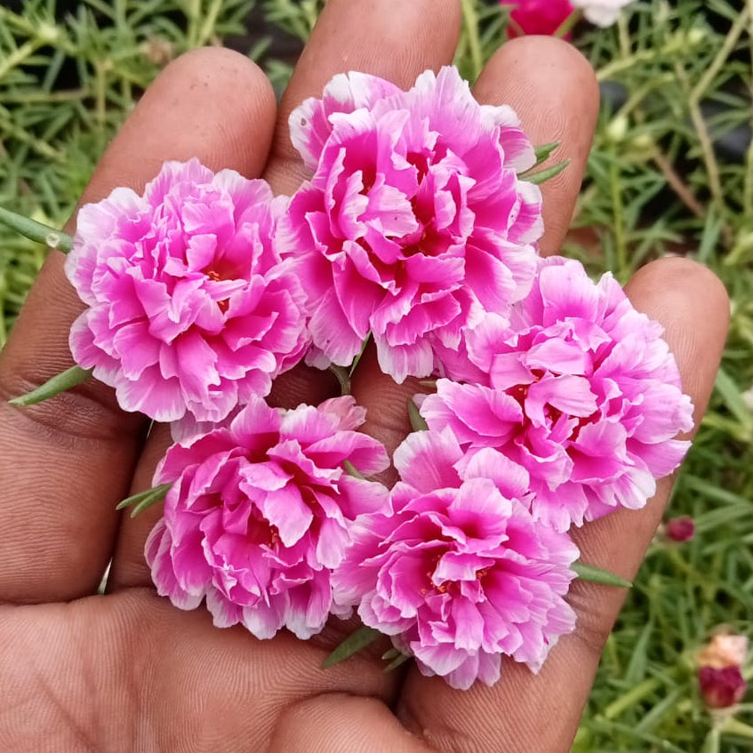 Beautiful Moss-rose Purslane : Portulaca 9’o clock baby pink with white plant