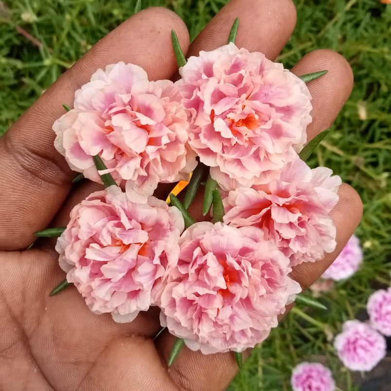 Portulaca 9’o clock ivory white with baby pink plant
