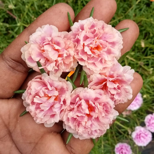 Portulaca 9’o clock ivory white with baby pink plant