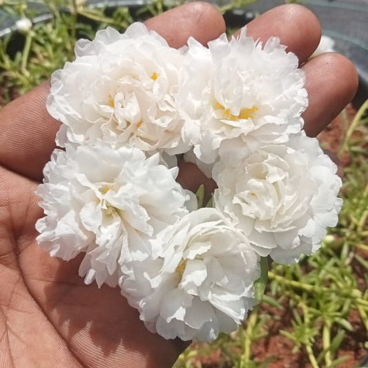 Portulaca 9'o clock jumbo white plant