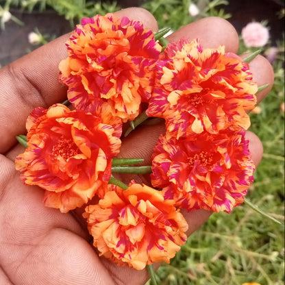 Portulaca 9’o clock orange