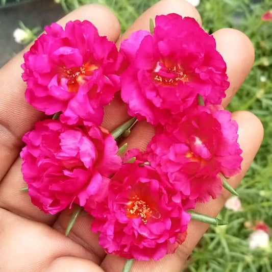 Portulaca 9’o clock new dark pink plant