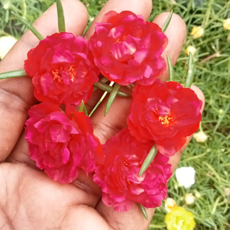 portulaca 9’o clock red