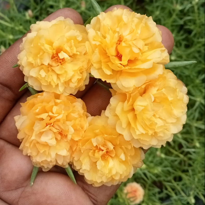 Portulaca 9’o Clock Yellow