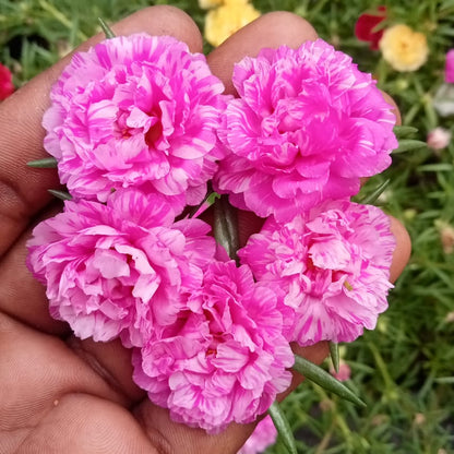 Portulaca 9’o clock baby rose with pink plant