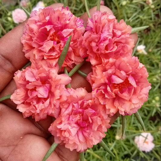 Portulaca 9’O Clock Peach