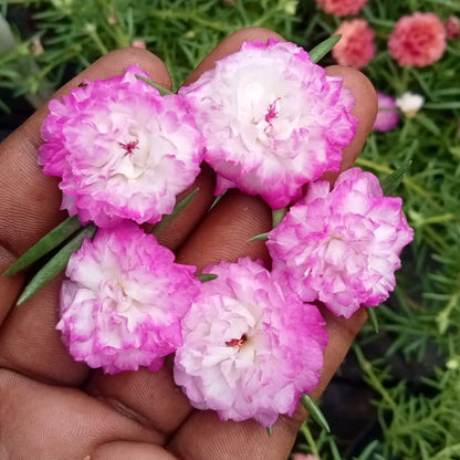 Portulaca 9'O Clock White And Pink