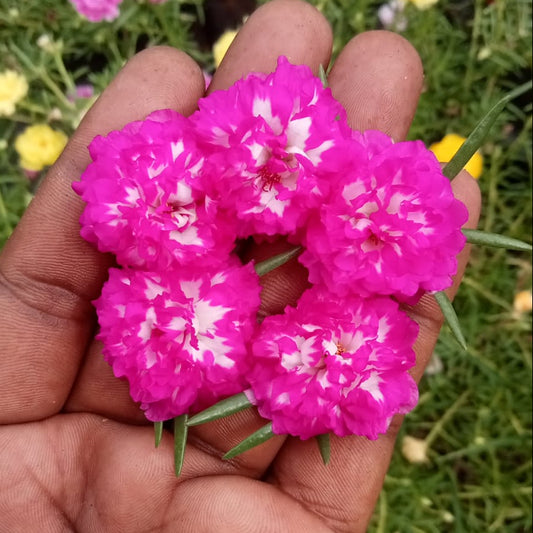Portulaca white with dark pink margins ( Irin ) plant