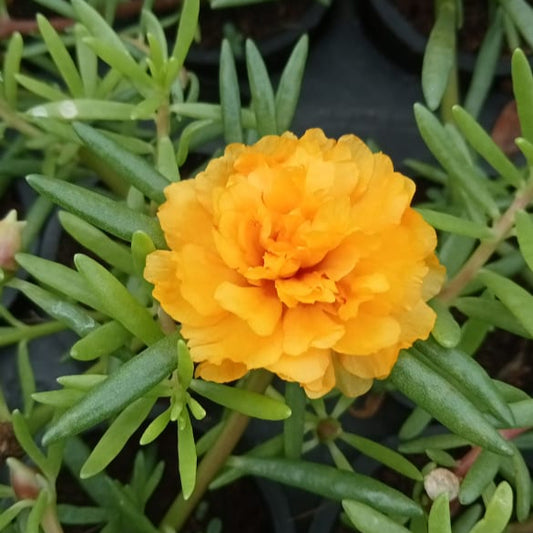 Portulaca 9'o clock new dark yellow plant