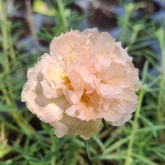 Portulaca new ivory white plant