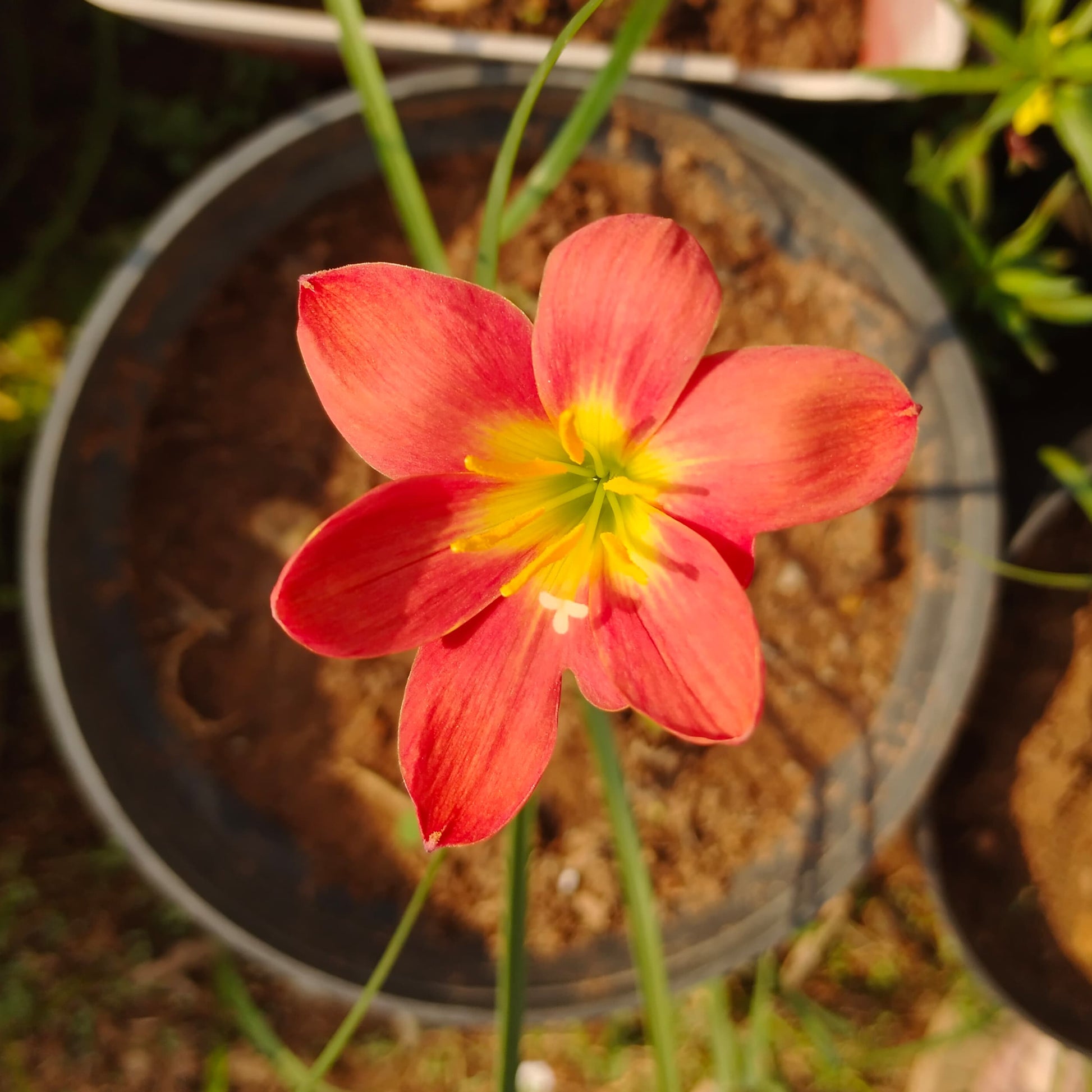 singapore lily flower Pride of Singapore Red Rain Lily Bulb – Santhi Online Plants