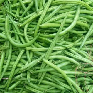 Ooty beans seeds