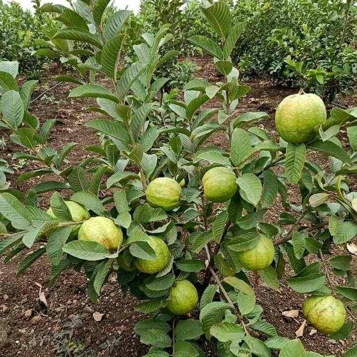 Lalit guava plant