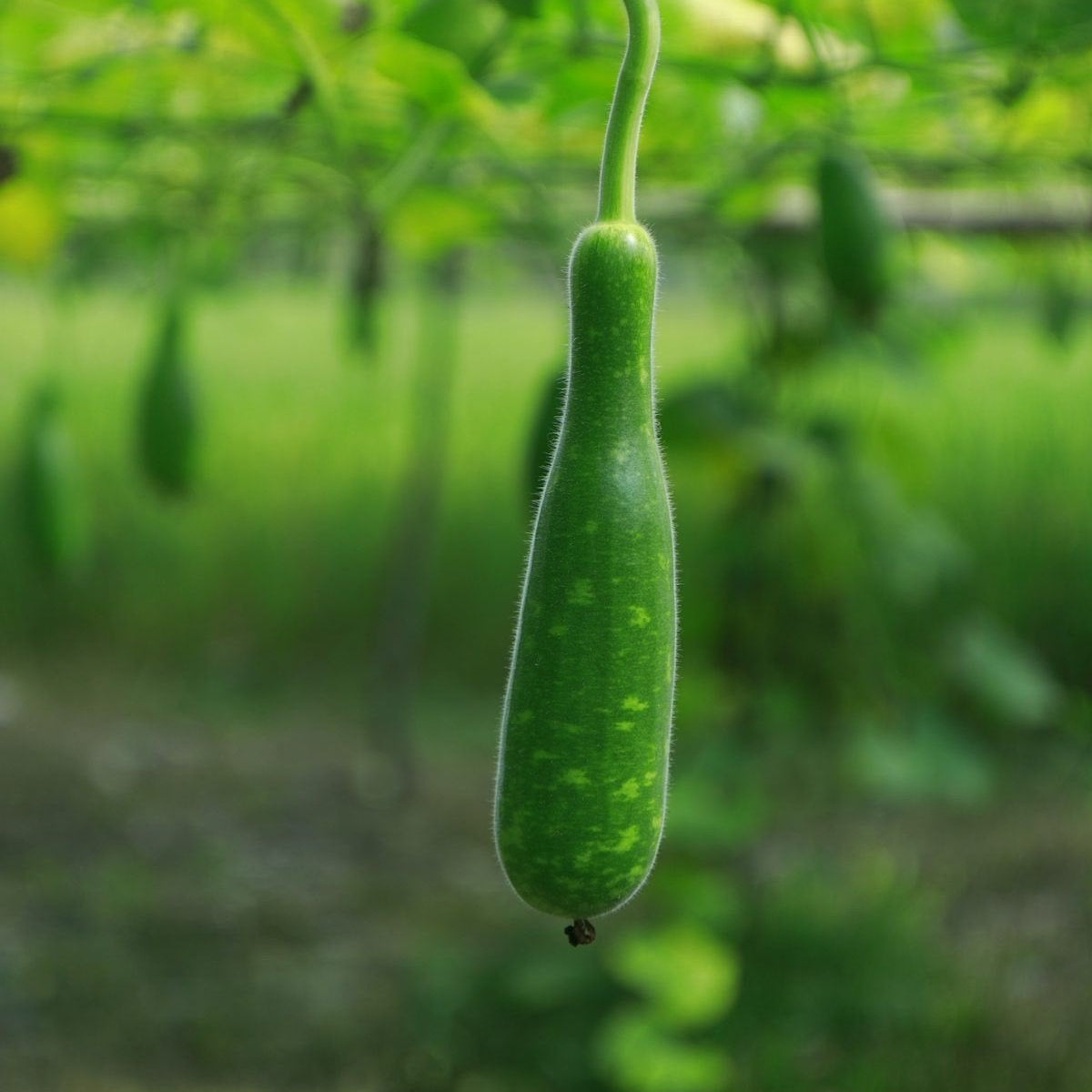 Bottle surai seeds