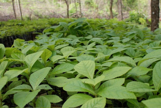 Nilambur teak plant