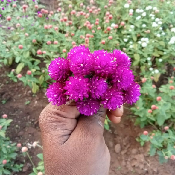 Gomphrena mixed seeds (5-7 shades mixed seeds)