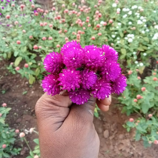 Purple gomphrena seeds