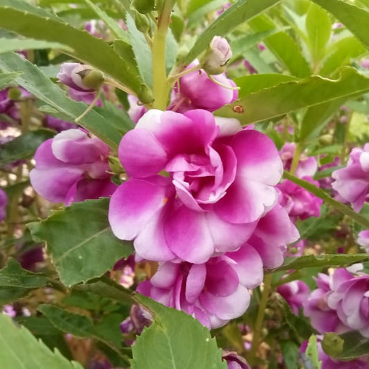 Purple Thai balsam flower seeds