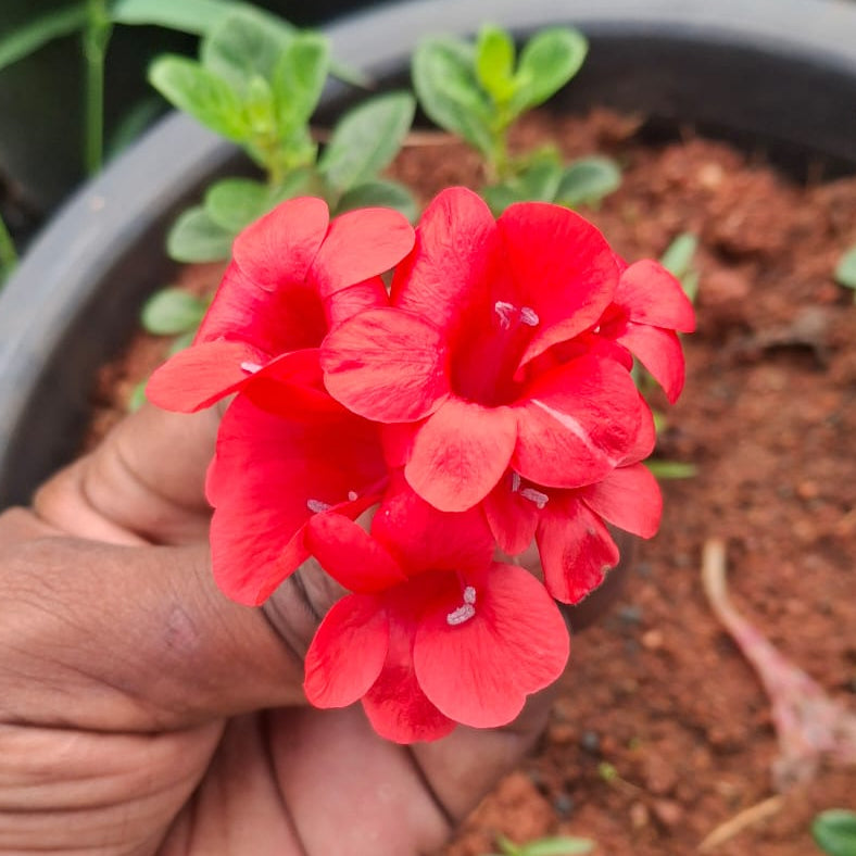 Pack of 10 Colourful December flowers combo