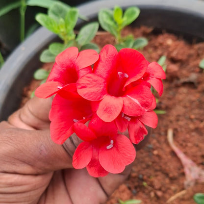 Pack of 10 Colourful December flowers combo
