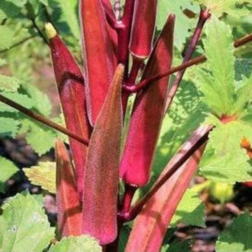 Delicious Red Okra : Premium Red Okra Seeds
