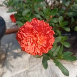 Purslane Red Tiger Stripes plant