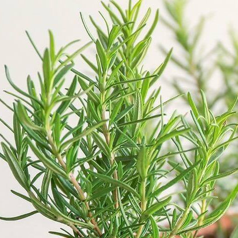 Rosemary plant