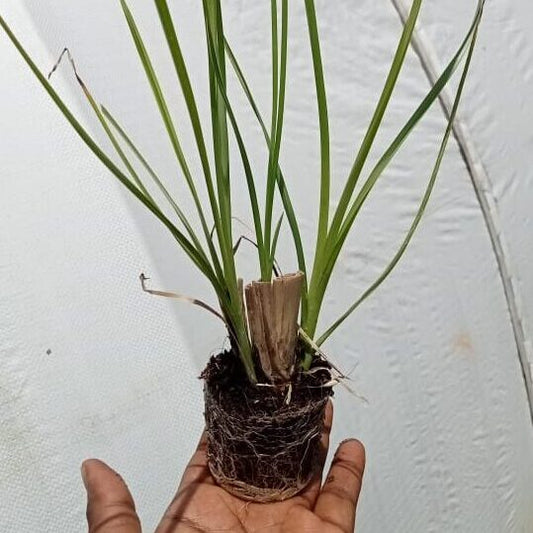Insulin Plant