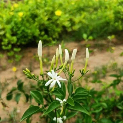 Jasminum Fluminense : Bright Looking Fragrant Flower – Santhana Mullai