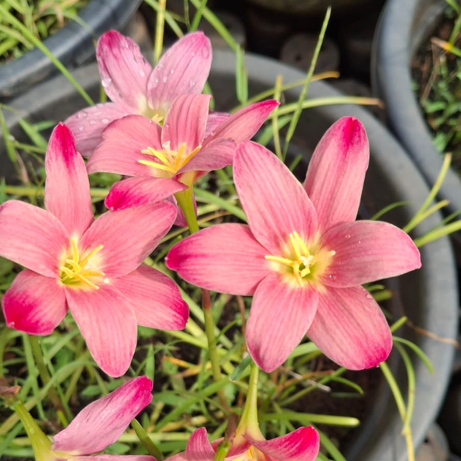 'Sassy pink' rainlily bulb
