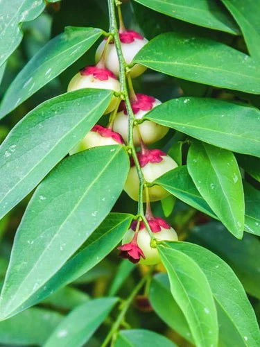 Multivitamin plant thavasi keerai