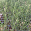 A perfect Casuarina tree plant-Savukku Maram – Santhi Online Plants
