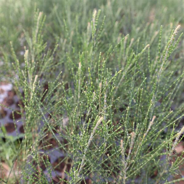 A perfect Casuarina tree plant-Savukku Maram