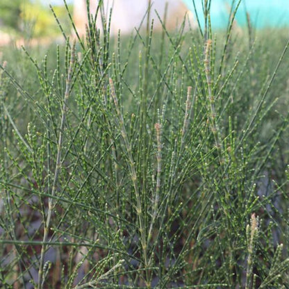A perfect Casuarina tree plant-Savukku Maram